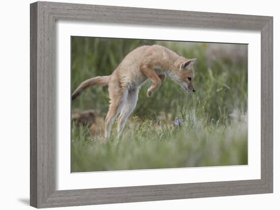 Swift Fox (Vulpes velox) kit pouncing, Pawnee National Grassland, Colorado, USA, North America-James Hager-Framed Photographic Print