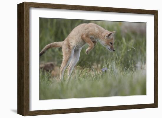 Swift Fox (Vulpes velox) kit pouncing, Pawnee National Grassland, Colorado, USA, North America-James Hager-Framed Photographic Print