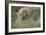 Swift Fox (Vulpes velox) kit pouncing, Pawnee National Grassland, Colorado, USA, North America-James Hager-Framed Photographic Print