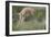 Swift Fox (Vulpes velox) kit pouncing, Pawnee National Grassland, Colorado, USA, North America-James Hager-Framed Photographic Print