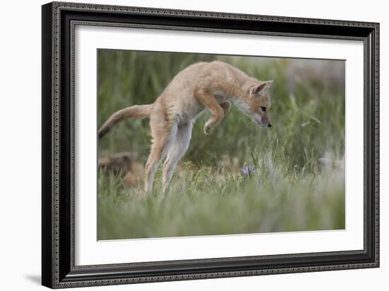 Swift Fox (Vulpes velox) kit pouncing, Pawnee National Grassland, Colorado, USA, North America-James Hager-Framed Photographic Print