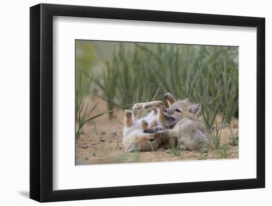 Swift fox (Vulpes velox) kits playing, Pawnee National Grassland, Colorado, United States of Americ-James Hager-Framed Photographic Print