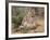 Swift Fox (Vulpes Velox) Kits Playing, Pawnee National Grassland, Colorado, USA, North America-James Hager-Framed Photographic Print