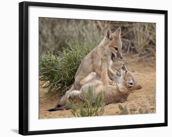 Swift Fox (Vulpes Velox) Kits Playing, Pawnee National Grassland, Colorado, USA, North America-James Hager-Framed Photographic Print