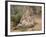 Swift Fox (Vulpes Velox) Kits Playing, Pawnee National Grassland, Colorado, USA, North America-James Hager-Framed Photographic Print