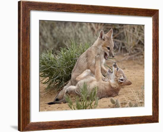 Swift Fox (Vulpes Velox) Kits Playing, Pawnee National Grassland, Colorado, USA, North America-James Hager-Framed Photographic Print