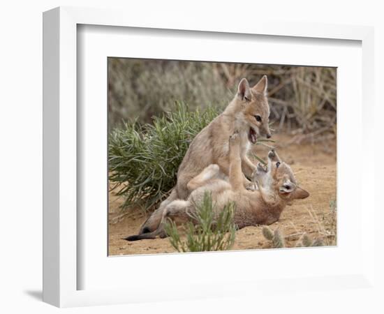 Swift Fox (Vulpes Velox) Kits Playing, Pawnee National Grassland, Colorado, USA, North America-James Hager-Framed Photographic Print