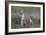 Swift Fox (Vulpes velox) vixen and kit, Pawnee National Grassland, Colorado, USA, North America-James Hager-Framed Photographic Print