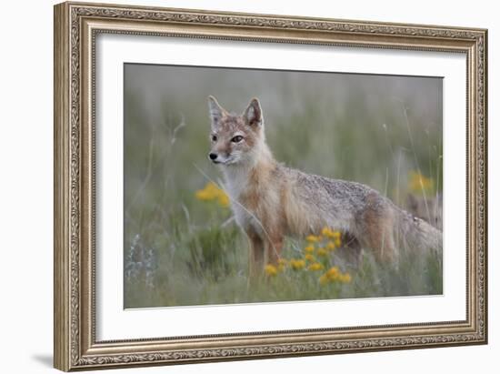 Swift Fox (Vulpes velox) vixen, Pawnee National Grassland, Colorado, USA, North America-James Hager-Framed Photographic Print