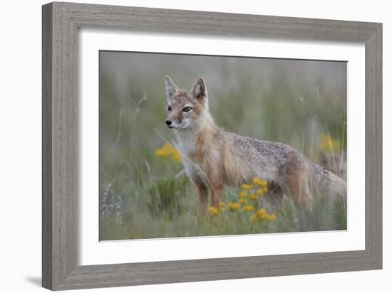 Swift Fox (Vulpes velox) vixen, Pawnee National Grassland, Colorado, USA, North America-James Hager-Framed Photographic Print