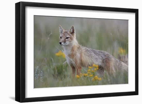 Swift Fox (Vulpes velox) vixen, Pawnee National Grassland, Colorado, USA, North America-James Hager-Framed Photographic Print