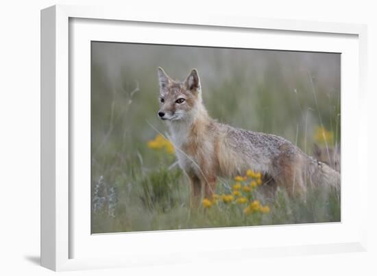 Swift Fox (Vulpes velox) vixen, Pawnee National Grassland, Colorado, USA, North America-James Hager-Framed Photographic Print