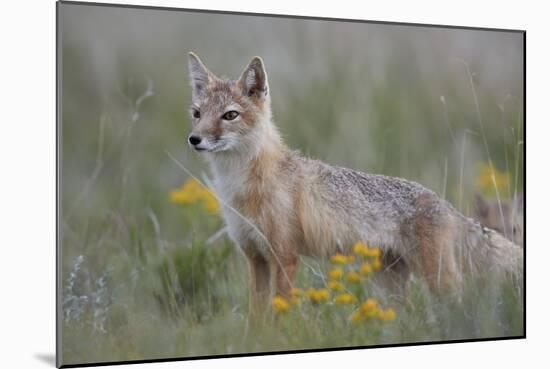 Swift Fox (Vulpes velox) vixen, Pawnee National Grassland, Colorado, USA, North America-James Hager-Mounted Photographic Print