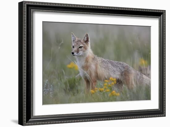 Swift Fox (Vulpes velox) vixen, Pawnee National Grassland, Colorado, USA, North America-James Hager-Framed Photographic Print