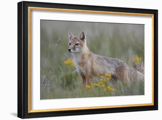 Swift Fox (Vulpes velox) vixen, Pawnee National Grassland, Colorado, USA, North America-James Hager-Framed Photographic Print