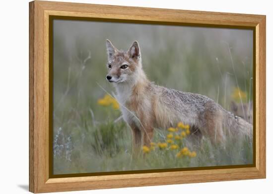 Swift Fox (Vulpes velox) vixen, Pawnee National Grassland, Colorado, USA, North America-James Hager-Framed Premier Image Canvas