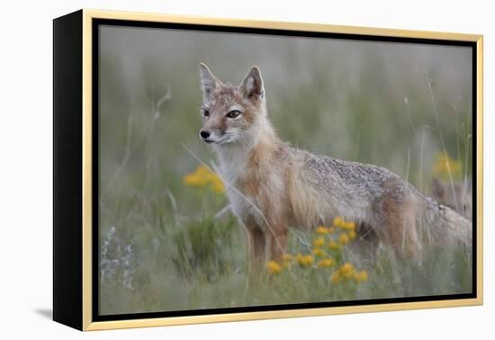 Swift Fox (Vulpes velox) vixen, Pawnee National Grassland, Colorado, USA, North America-James Hager-Framed Premier Image Canvas