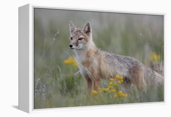 Swift Fox (Vulpes velox) vixen, Pawnee National Grassland, Colorado, USA, North America-James Hager-Framed Premier Image Canvas