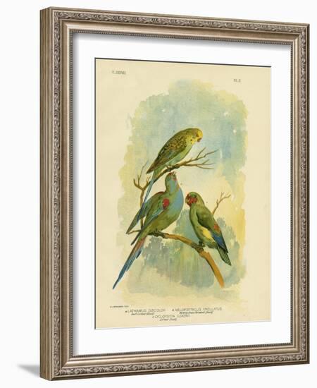 Swift Lorikeet, 1891-Gracius Broinowski-Framed Giclee Print