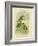 Swift Lorikeet, 1891-Gracius Broinowski-Framed Giclee Print