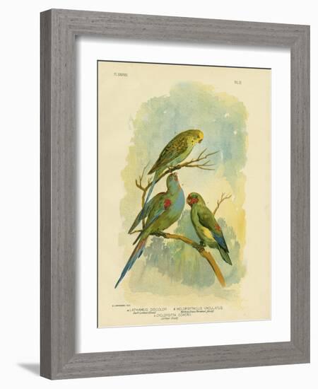 Swift Lorikeet, 1891-Gracius Broinowski-Framed Giclee Print