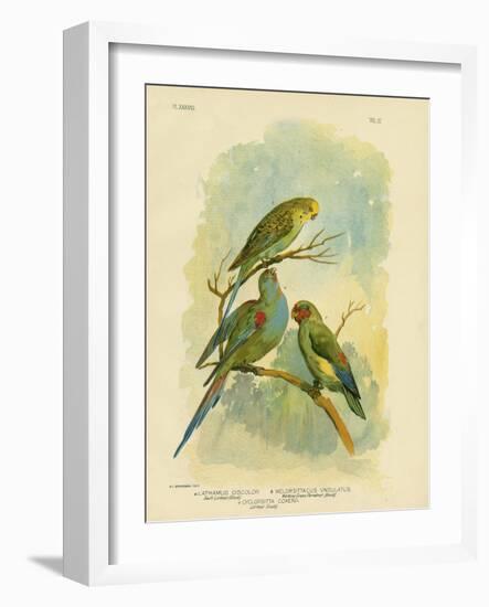 Swift Lorikeet, 1891-Gracius Broinowski-Framed Giclee Print