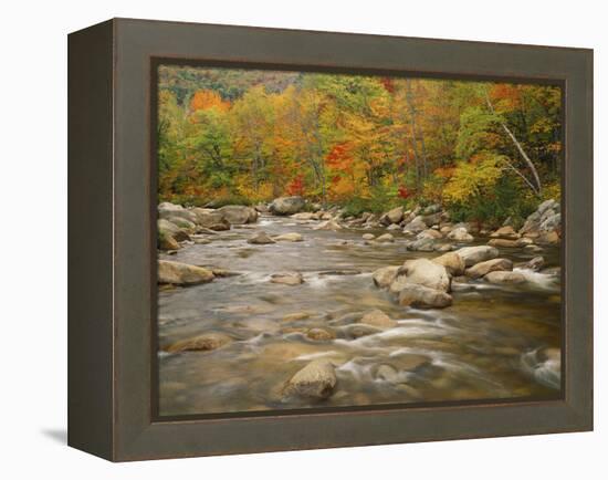 Swift River Flowing Trough Forest in Autumn, White Mountains National Forest, New Hampshire, USA-Adam Jones-Framed Premier Image Canvas