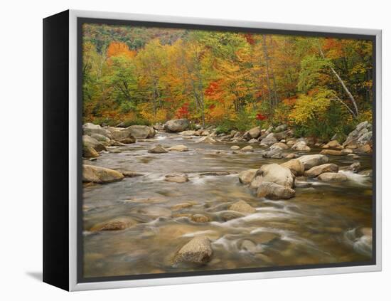 Swift River Flowing Trough Forest in Autumn, White Mountains National Forest, New Hampshire, USA-Adam Jones-Framed Premier Image Canvas