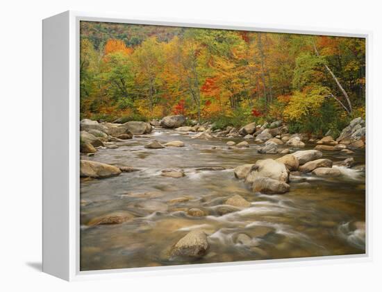 Swift River Flowing Trough Forest in Autumn, White Mountains National Forest, New Hampshire, USA-Adam Jones-Framed Premier Image Canvas