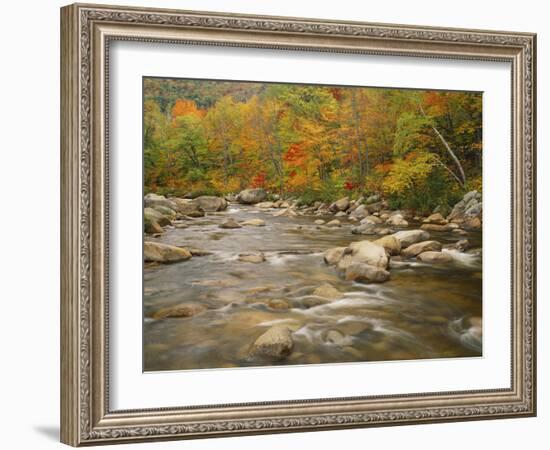 Swift River Flowing Trough Forest in Autumn, White Mountains National Forest, New Hampshire, USA-Adam Jones-Framed Photographic Print