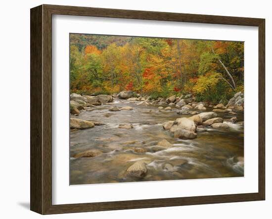 Swift River Flowing Trough Forest in Autumn, White Mountains National Forest, New Hampshire, USA-Adam Jones-Framed Photographic Print