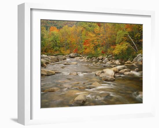 Swift River Flowing Trough Forest in Autumn, White Mountains National Forest, New Hampshire, USA-Adam Jones-Framed Photographic Print