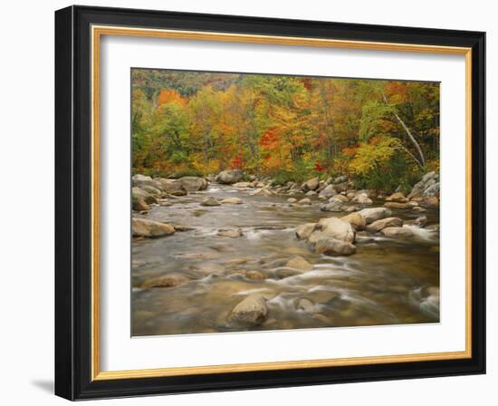 Swift River Flowing Trough Forest in Autumn, White Mountains National Forest, New Hampshire, USA-Adam Jones-Framed Photographic Print