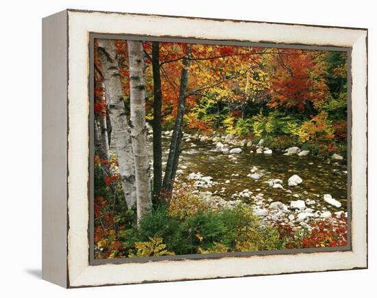 Swift River with Aspen and Maple Trees in the White Mountains, New Hampshire, USA-Darrell Gulin-Framed Premier Image Canvas