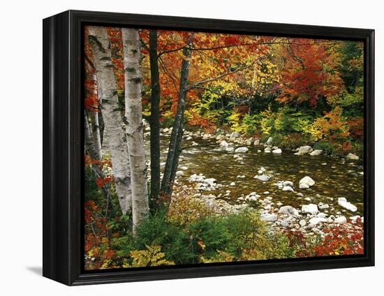 Swift River with Aspen and Maple Trees in the White Mountains, New Hampshire, USA-Darrell Gulin-Framed Premier Image Canvas