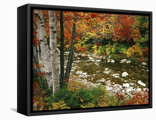 Swift River with Aspen and Maple Trees in the White Mountains, New Hampshire, USA-Darrell Gulin-Framed Premier Image Canvas