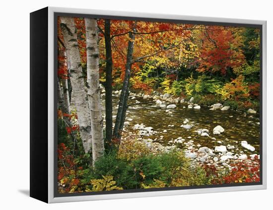 Swift River with Aspen and Maple Trees in the White Mountains, New Hampshire, USA-Darrell Gulin-Framed Premier Image Canvas