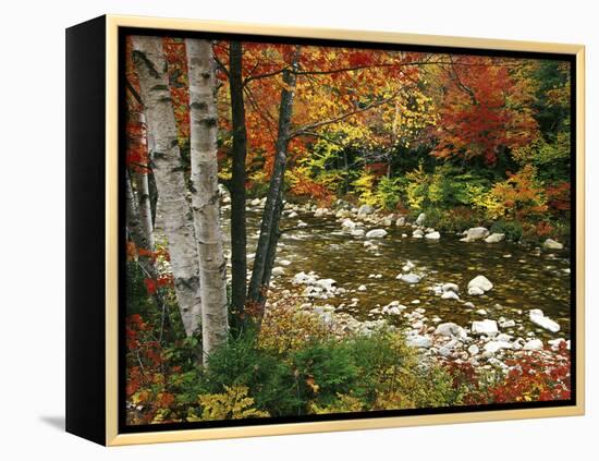 Swift River with Aspen and Maple Trees in the White Mountains, New Hampshire, USA-Darrell Gulin-Framed Premier Image Canvas