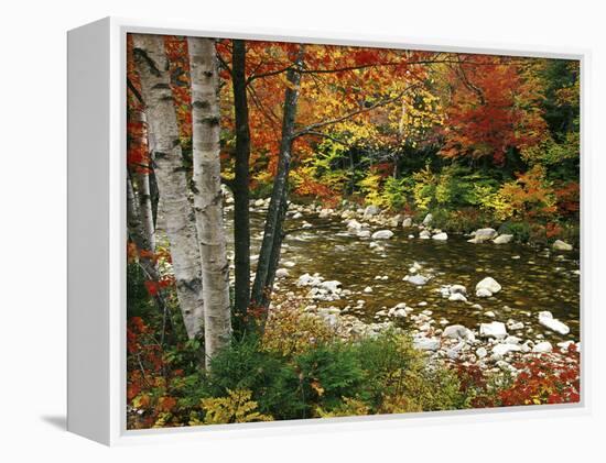 Swift River with Aspen and Maple Trees in the White Mountains, New Hampshire, USA-Darrell Gulin-Framed Premier Image Canvas