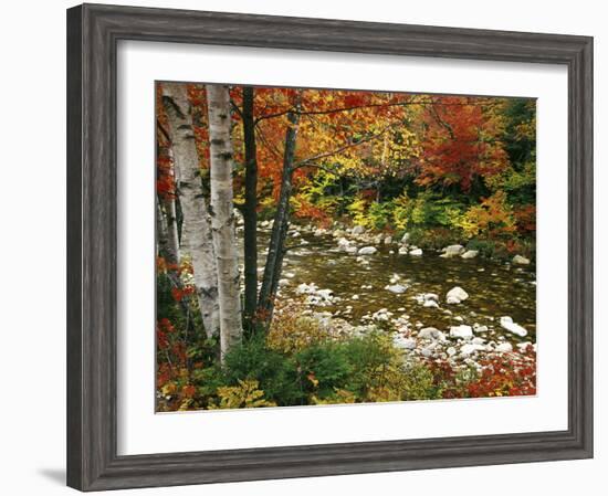 Swift River with Aspen and Maple Trees in the White Mountains, New Hampshire, USA-Darrell Gulin-Framed Photographic Print