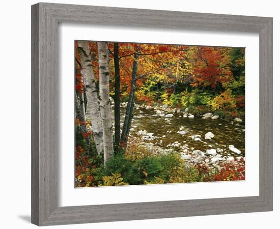 Swift River with Aspen and Maple Trees in the White Mountains, New Hampshire, USA-Darrell Gulin-Framed Photographic Print