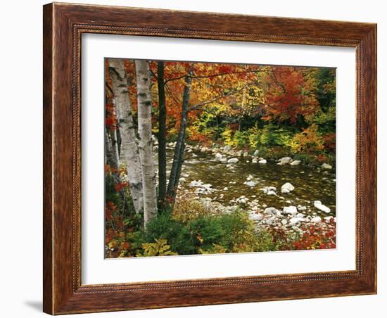 Swift River with Aspen and Maple Trees in the White Mountains, New Hampshire, USA-Darrell Gulin-Framed Photographic Print