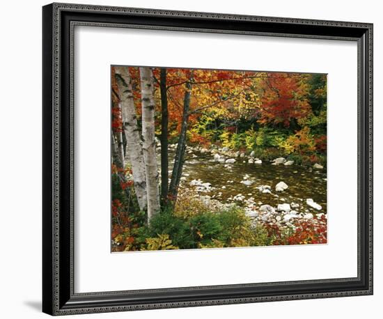 Swift River with Aspen and Maple Trees in the White Mountains, New Hampshire, USA-Darrell Gulin-Framed Photographic Print