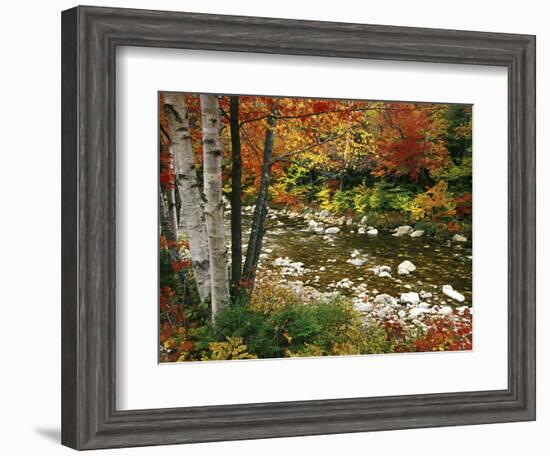 Swift River with Aspen and Maple Trees in the White Mountains, New Hampshire, USA-Darrell Gulin-Framed Photographic Print