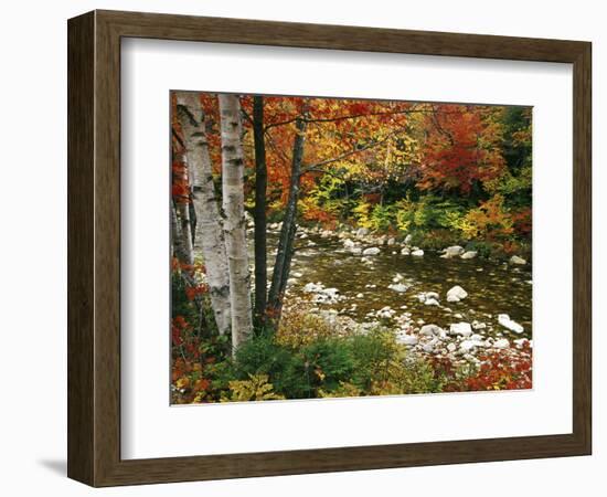 Swift River with Aspen and Maple Trees in the White Mountains, New Hampshire, USA-Darrell Gulin-Framed Photographic Print