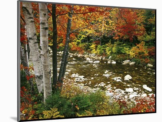 Swift River with Aspen and Maple Trees in the White Mountains, New Hampshire, USA-Darrell Gulin-Mounted Photographic Print