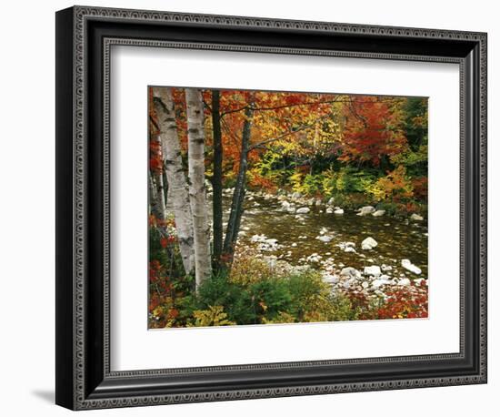 Swift River with Aspen and Maple Trees in the White Mountains, New Hampshire, USA-Darrell Gulin-Framed Photographic Print