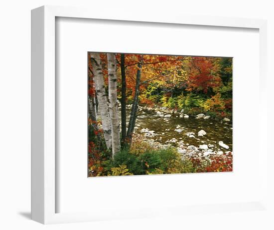 Swift River with Aspen and Maple Trees in the White Mountains, New Hampshire, USA-Darrell Gulin-Framed Photographic Print