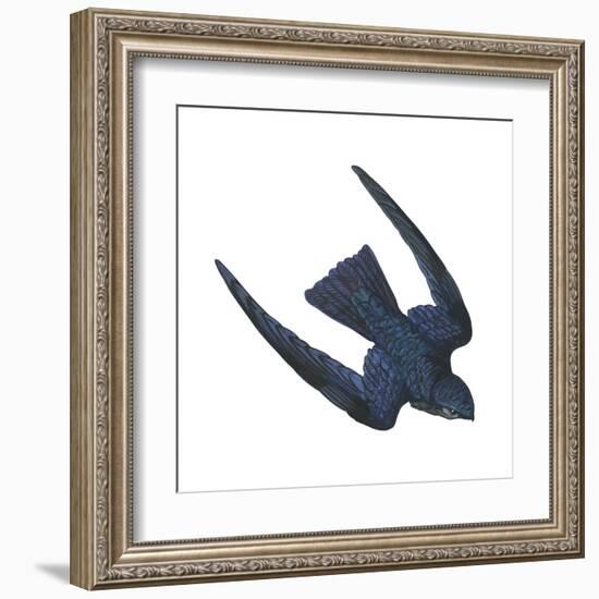 Swiftlet (Collocalia), Birds-Encyclopaedia Britannica-Framed Art Print