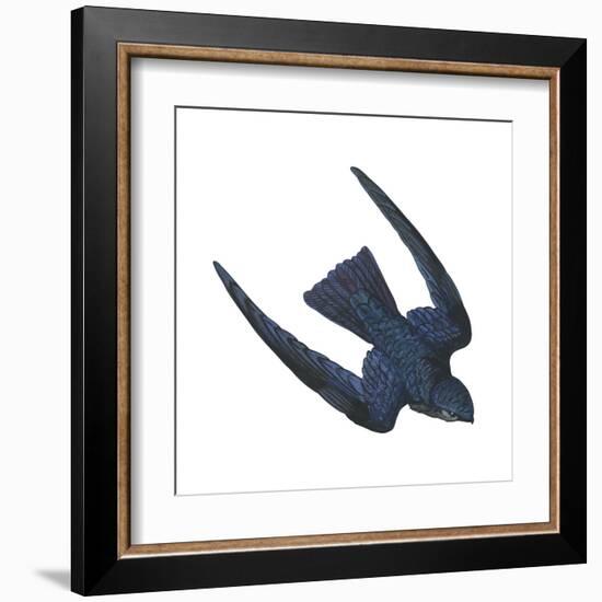 Swiftlet (Collocalia), Birds-Encyclopaedia Britannica-Framed Art Print